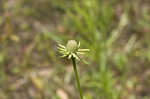 Pinnate prairie coneflower